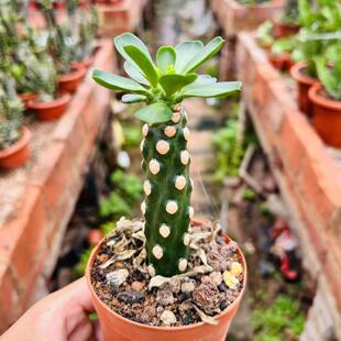 无刺霸王鞭大戟科仙人柱沙生植物办公桌面工位摆放仙人掌净化空气