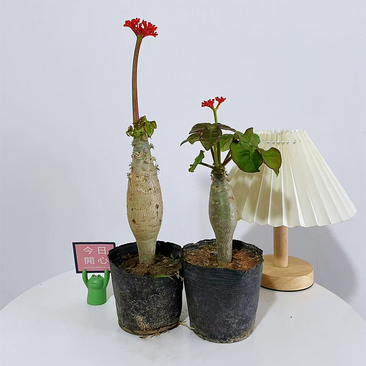 佛肚海棠盆栽花卉大肚红花块根植物四季开花阳台庭院净化空气绿植