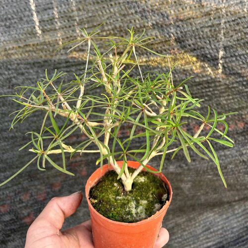 柳叶麒麟块根植物大戟科群生多肉植物老桩盆室内好养造景绿植花卉