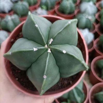 鸾凤玉无刺仙人球多肉植物