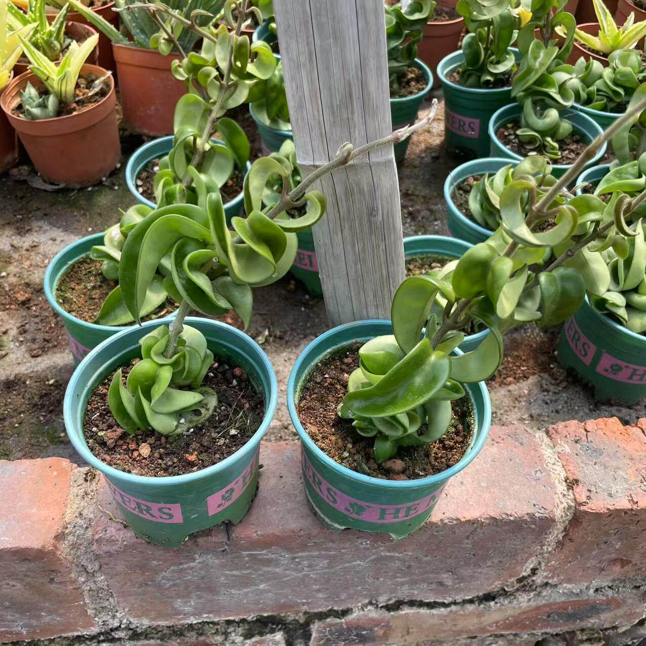 【卷叶球兰】稀有多肉植物爬藤垂吊植物办公室内阳台绿植花卉盆栽