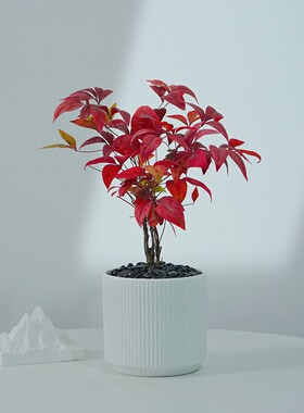 火焰南天竹红色叶植物盆栽室内桌面装饰含盆易养护耐寒绿植小盆栽