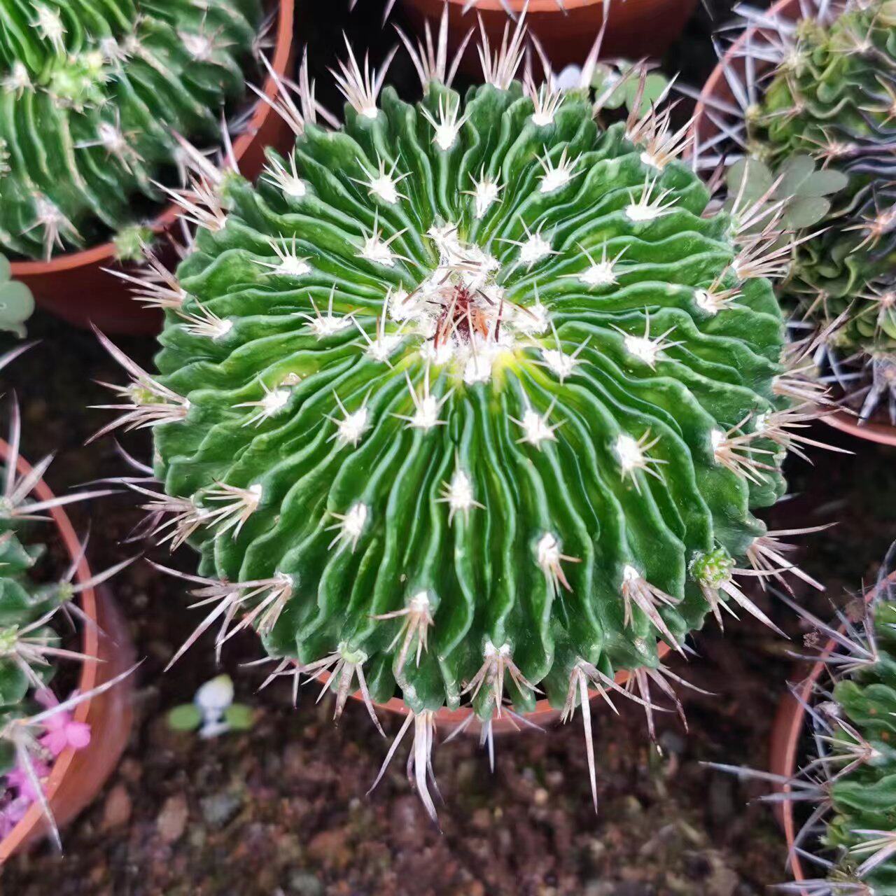 多棱玉千波万波仙人球开花紫色属植物阳台室内好养绿植盆栽