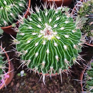 多棱玉千波万波仙人球开花紫色属植物阳台室内好养绿植盆栽