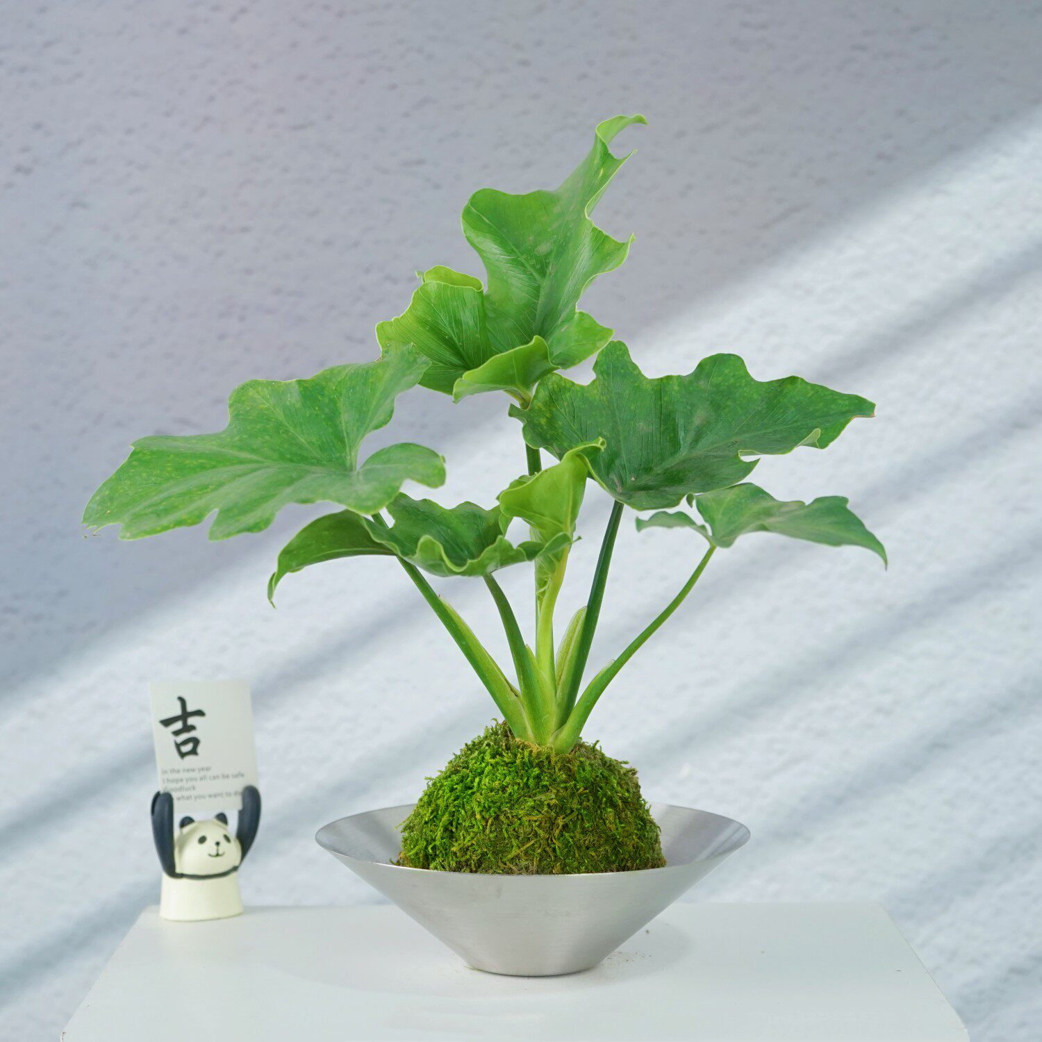绿植室内好养耐阴苔藓球净化空气