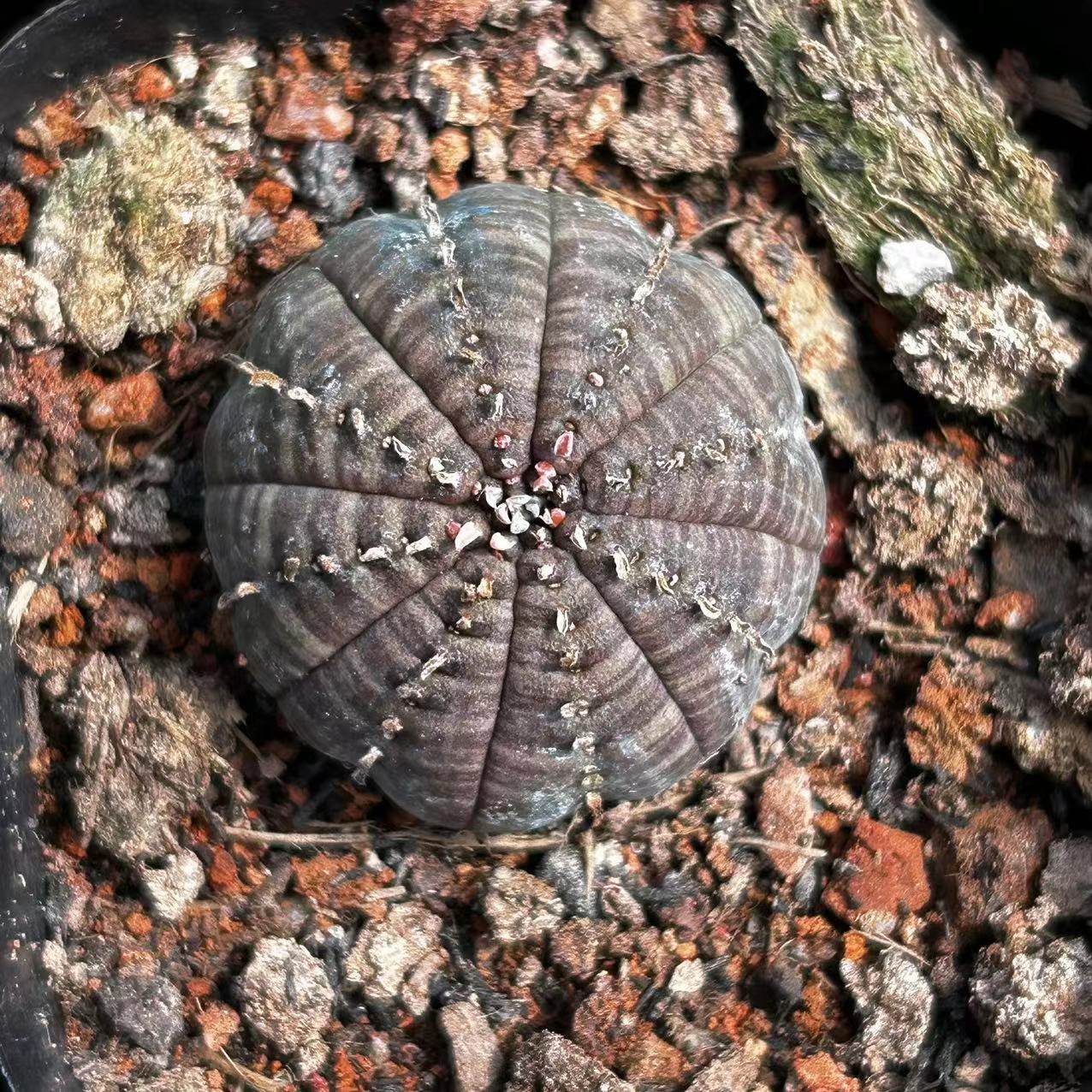 布纹球无刺仙人球室内盆栽开花稀有多肉植物办公室桌面绿植
