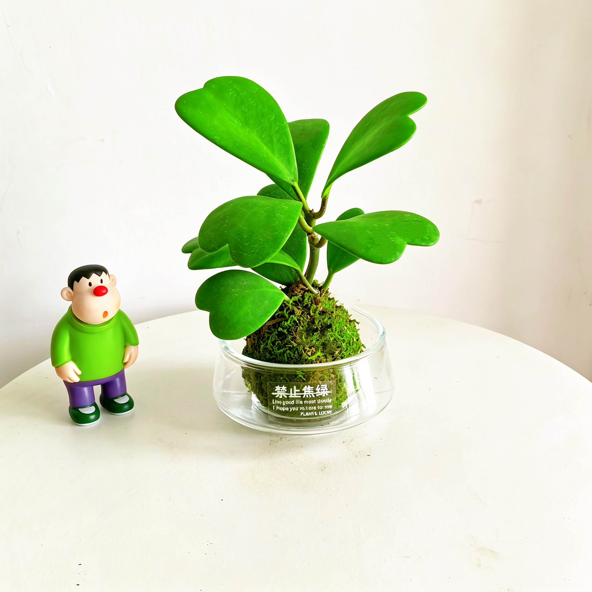 心叶球兰苔藓球室内好养绿植桌面工位解压观叶小盆栽摆件送礼物花