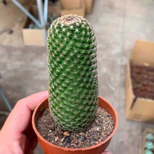 马图达仙人柱开花趴刺好养仙人球室内趣味盆栽花卉沙生造景