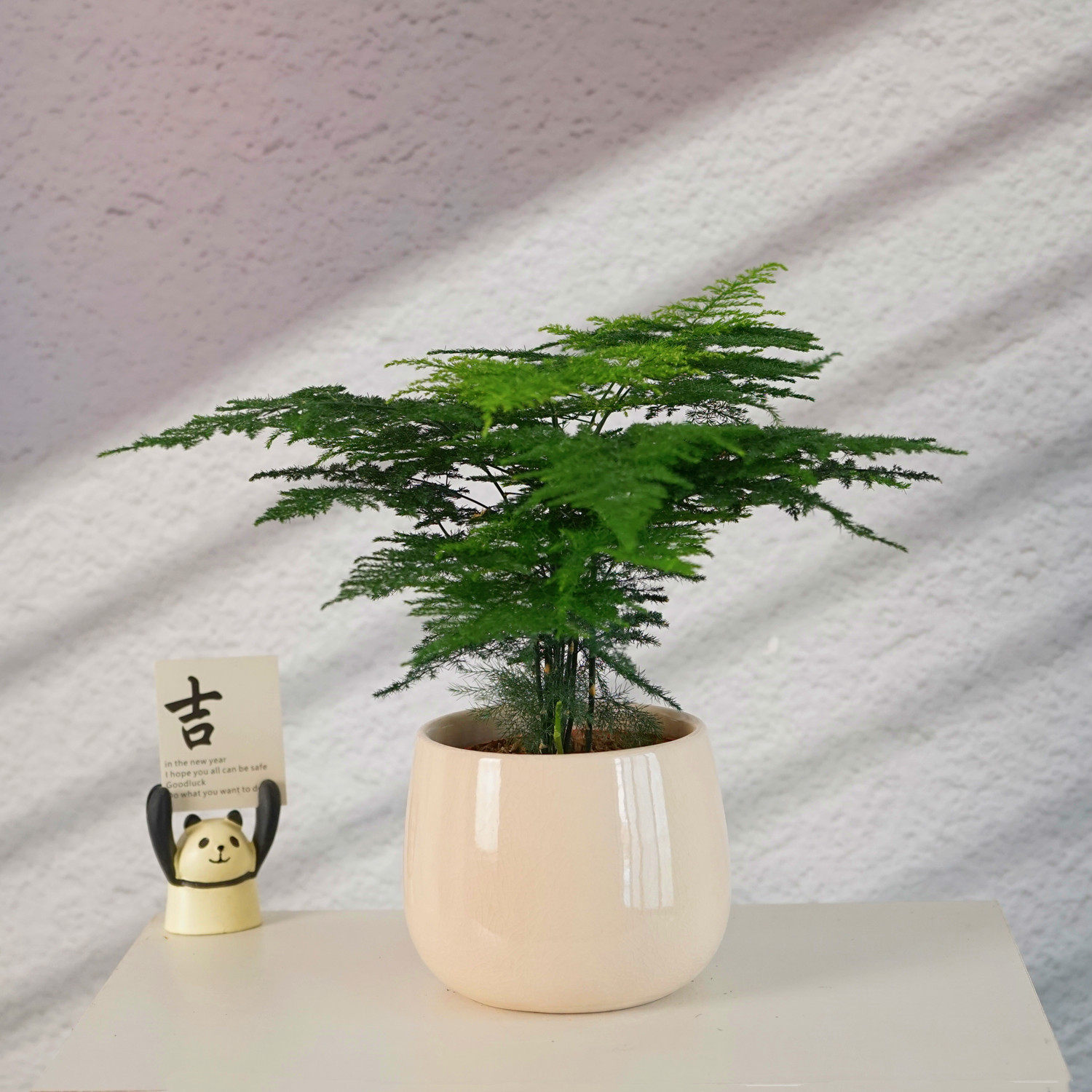 精品文竹盆栽好养活吸除甲醛