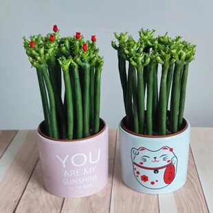 光棍树发财棍绿珊瑚棒招财绿玉树多肉植物组合盆栽套餐肉肉