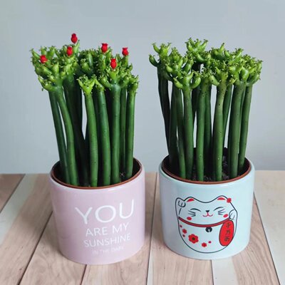 光棍树发财棍绿珊瑚棒招财绿玉树多肉植物组合盆栽套餐肉肉