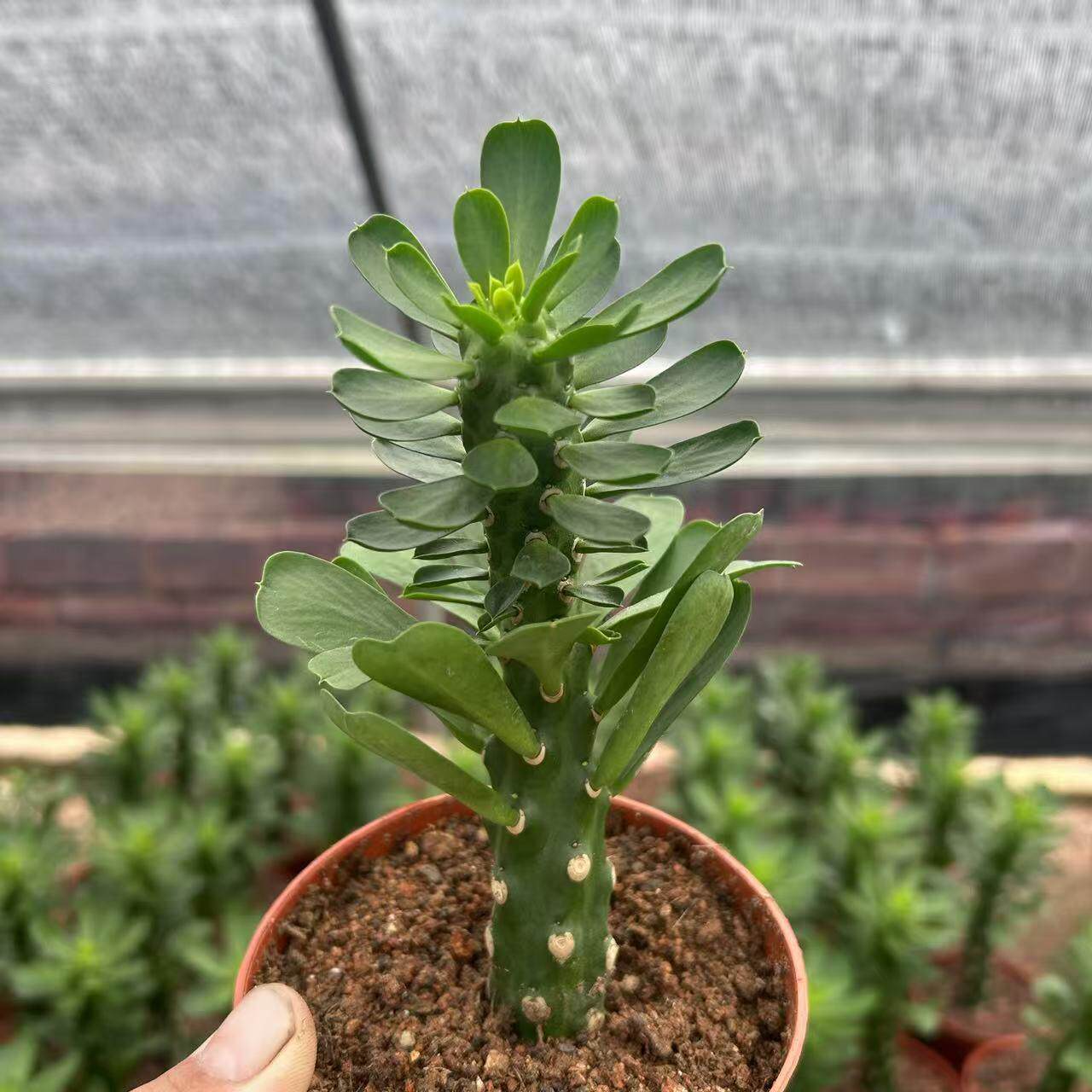 夏季开花冬天休眠阳台大戟科植物