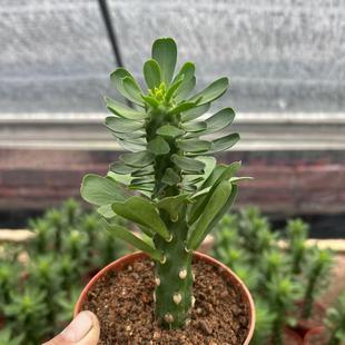 霸王鞭仙人掌多肉植物龙骨防辐射好解压客厅室内阳台花卉大型盆栽