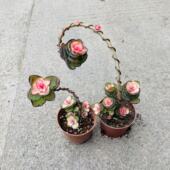 锦绣牡丹造型多肉植物木质老桩居家绿植盆栽新手好养活盆栽礼物花