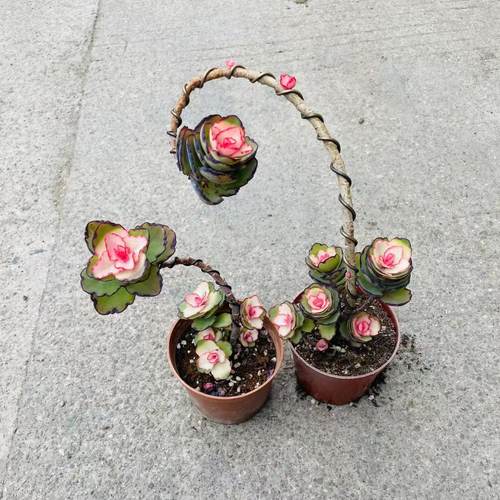 锦绣牡丹多肉植物木质老桩