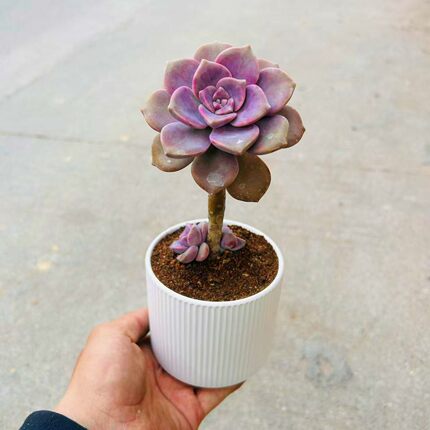 紫乐多肉老桩清仓特价多肉植物阳台庭院新手好养活办公室桌面解压