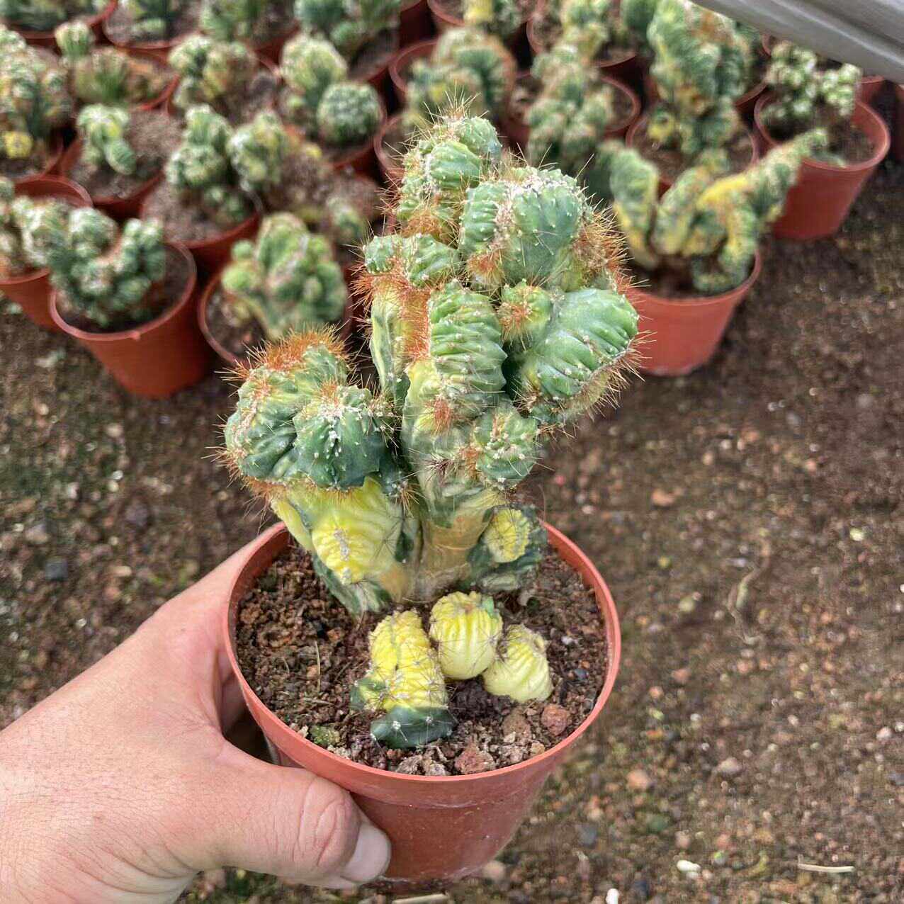 彩山影仙人掌山影锦缀化室内仙人球防辐射盆栽好解压多肉植物绿植