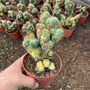 彩山影仙人掌山影锦缀化室内仙人球防辐射盆栽好解压多肉植物绿植