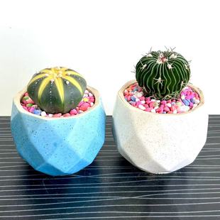 西瓜球星兜药锦多棱玉仙人球无刺开花多肉陶瓷小盆栽植物好养美观