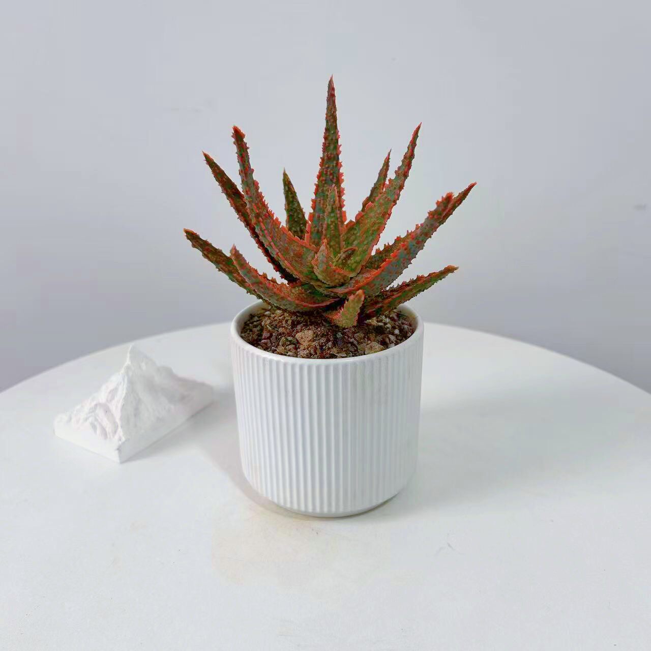 圣诞芦荟不夜城美国进口红芦荟多肉植物办公室工位盆栽绿植好解压