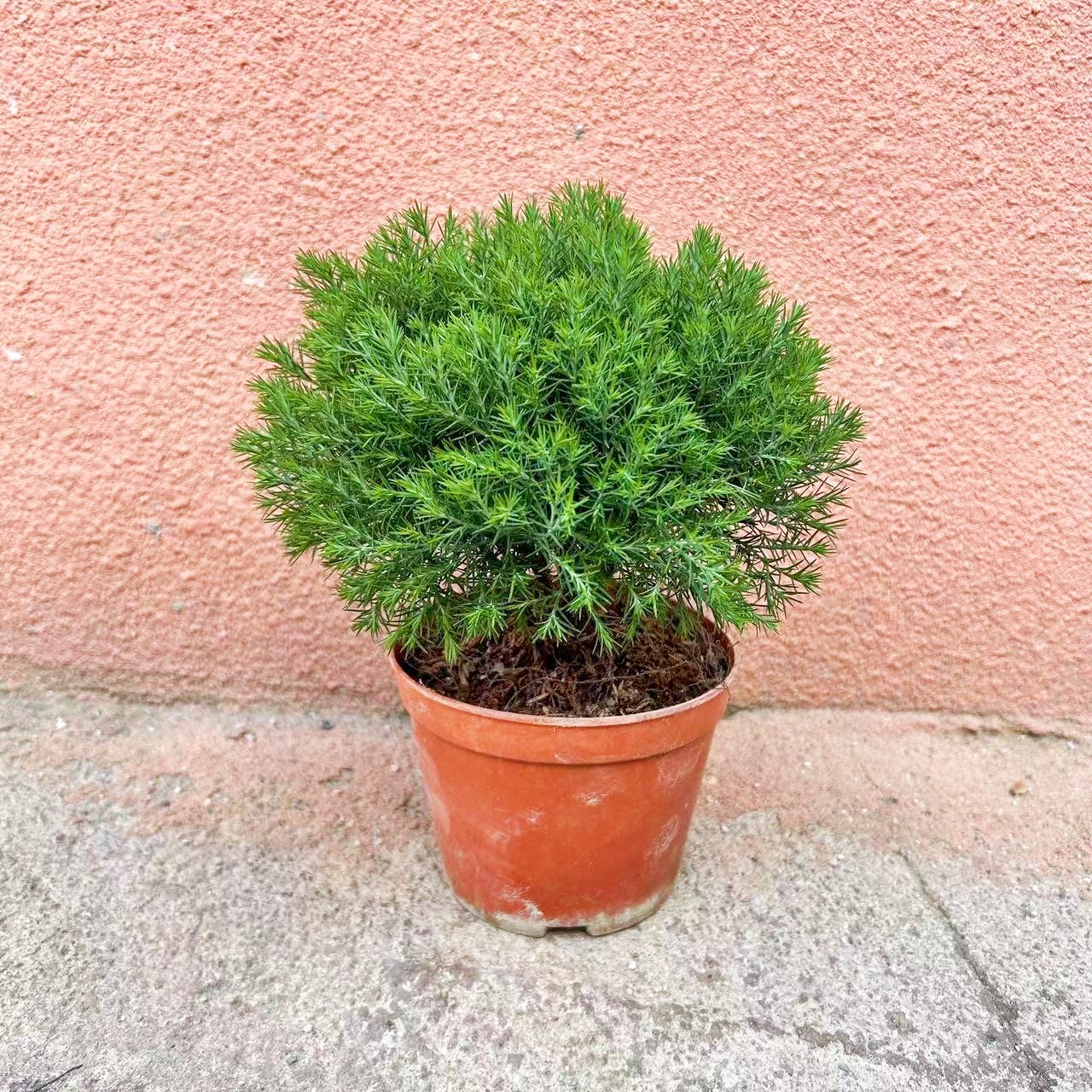 雾松盆景植物雾凇盆栽室内好养办公室桌面小绿植四季常青基地直销