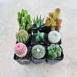 仙人球多肉植物组合红太阳彩草办公室桌面美观花卉绿植小盆栽花卉