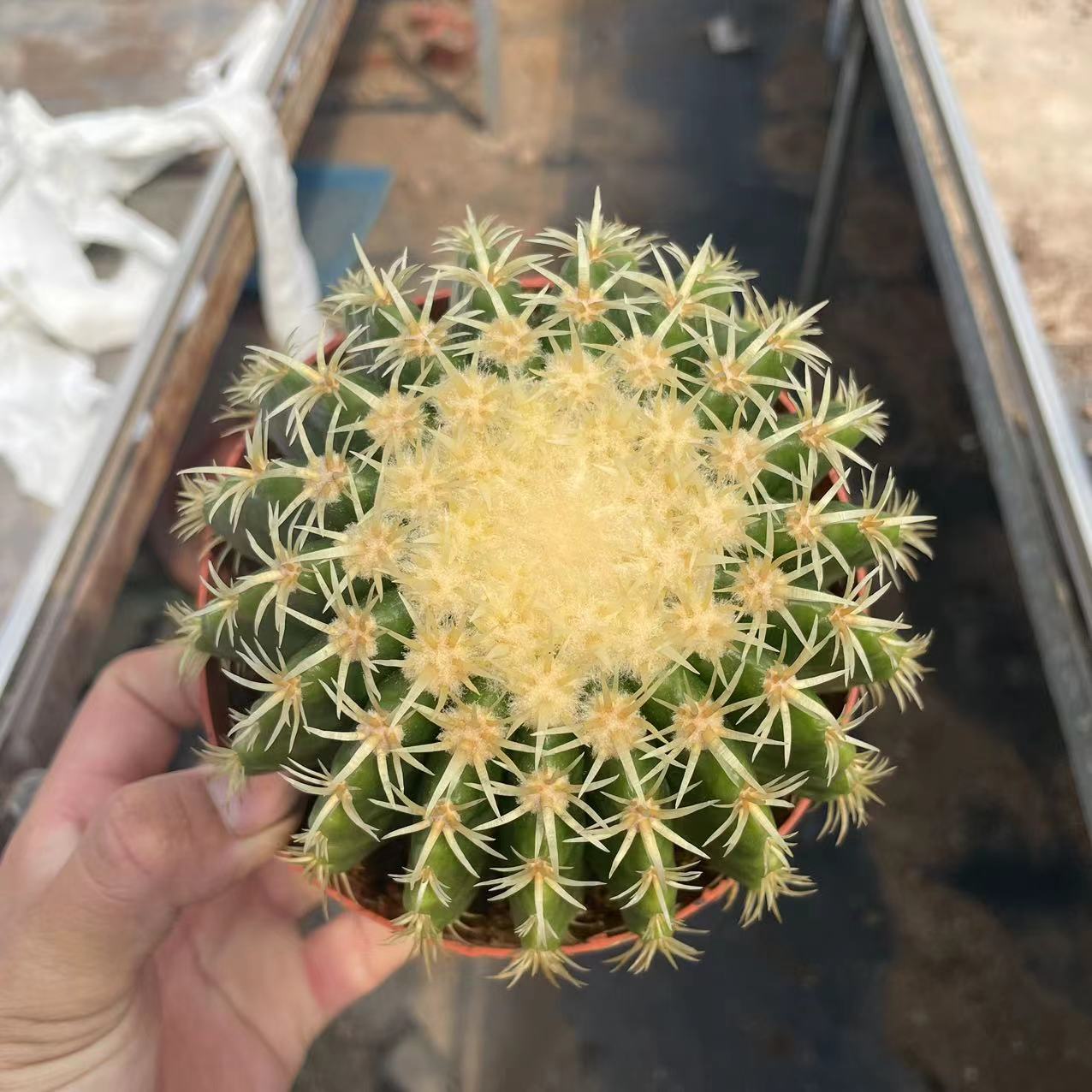 短豪刺金虎仙人球金琥高端红虎仙人掌室内多肉植物绿植盆栽