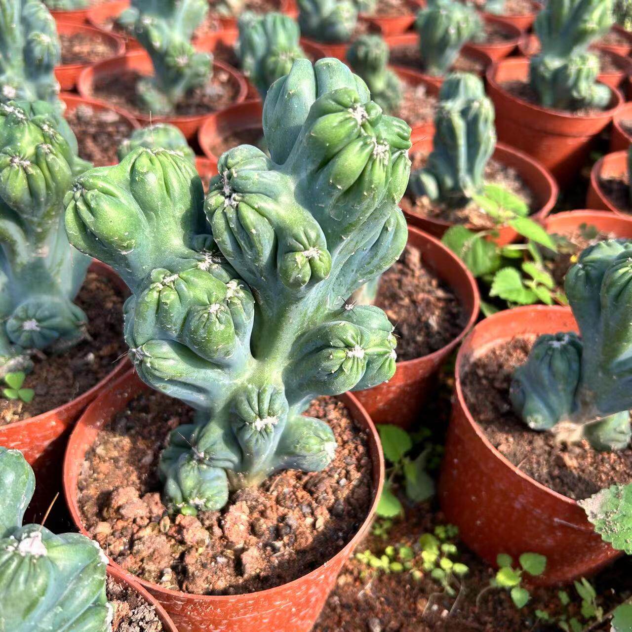 紫云罗汉山影仙人掌盆栽办公室内阳台防辐射吸甲醛绿植仙人山大全