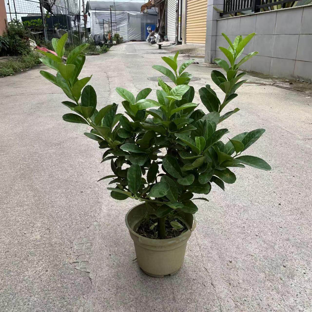 阳台花浓香型室内庭院