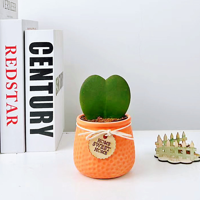 心叶球兰心形植物多肉盆栽室内客厅办公室桌面创意盆景好养礼物花