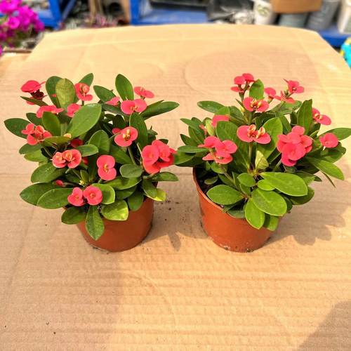 小花小叶虎刺梅铁海棠花盆栽