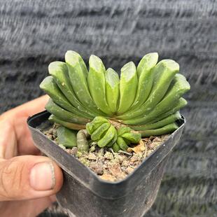 玉扇多肉植物玉露系列花卉盆栽绿植办公室桌面好养活喜阴凉