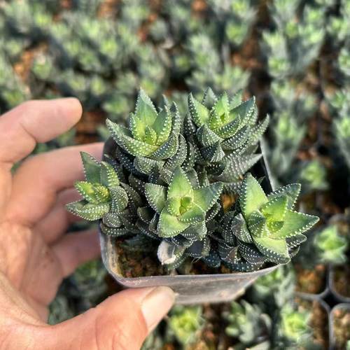 群生九轮塔 硬叶十二卷实生好养室内绿植 多肉植物小盆栽度夏花卉