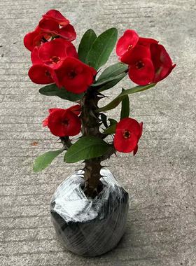 大花大叶虎刺梅盆栽铁海棠红色老桩多季开花室内阳台庭院观赏花卉