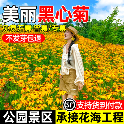 黑心菊花籽公园景区花海打造庭院