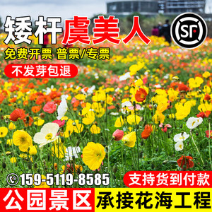 虞美人花种子四季播种花籽公园景区绿化花海工程野花组合花卉种籽