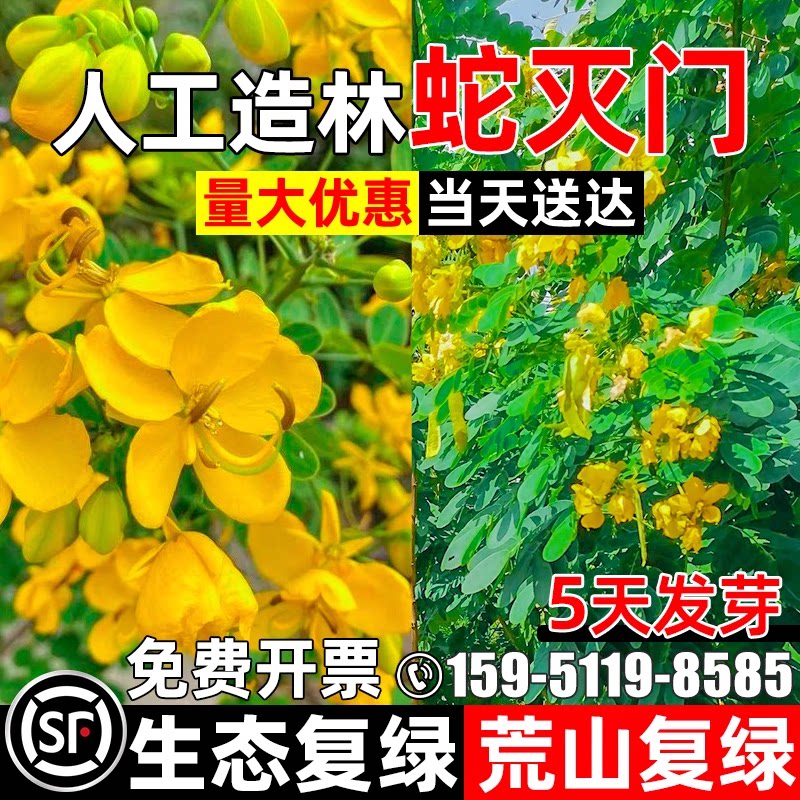 蛇灭门护坡固土人工造林荒山复绿