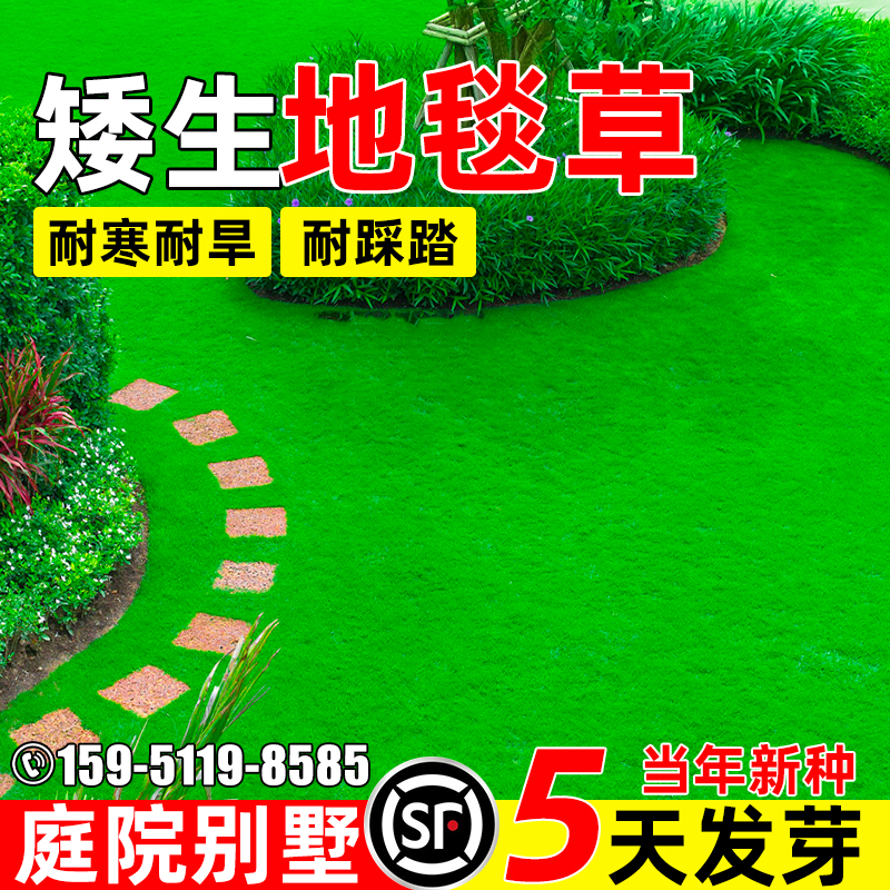 地毯草草籽矮生四季常青种子耐踩踏庭院别墅绿化耐寒耐旱草坪种籽