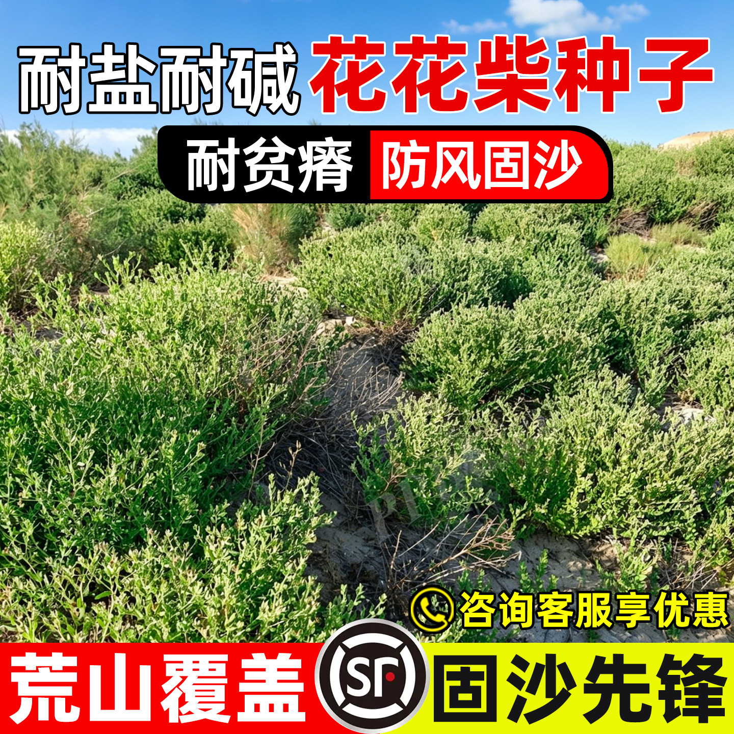 花花柴种子荒漠生态修复沙丘绿化