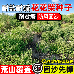花花柴种子耐旱耐盐碱耐寒生态修复戈壁滩地沙丘防风固沙草籽绿化