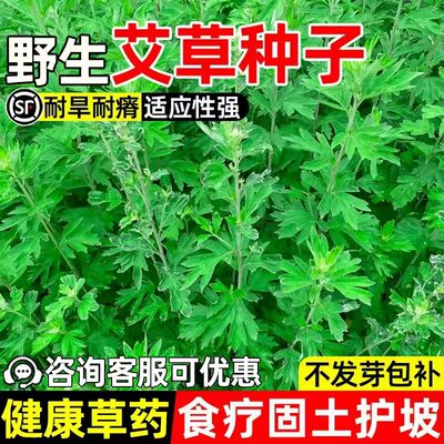 艾草种子食用药用驱蚊草艾蒿青蒿