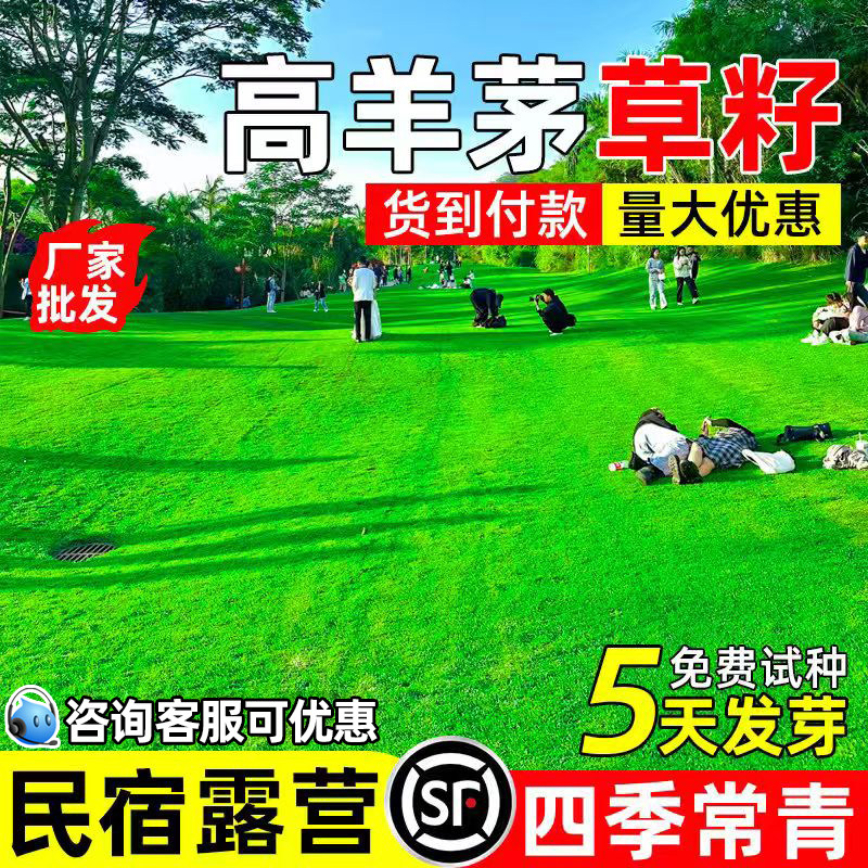 高羊茅四季青民宿露营耐寒耐旱