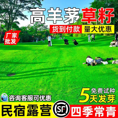 高羊茅四季青民宿露营耐寒耐旱