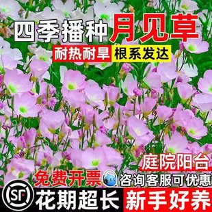 美丽月见草花籽四季播种花卉种籽庭院别墅阳台小区耐热耐旱花种子