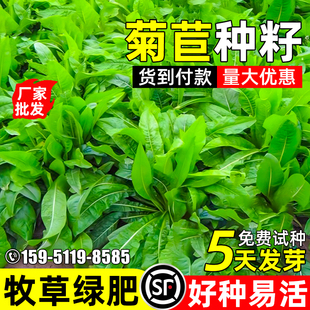 大叶将军菊苣种籽四季 高产多年生畜牧养殖多茬收割高蛋白牧草种子
