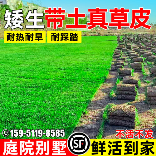 真草皮四季常青带土草坪马尼拉