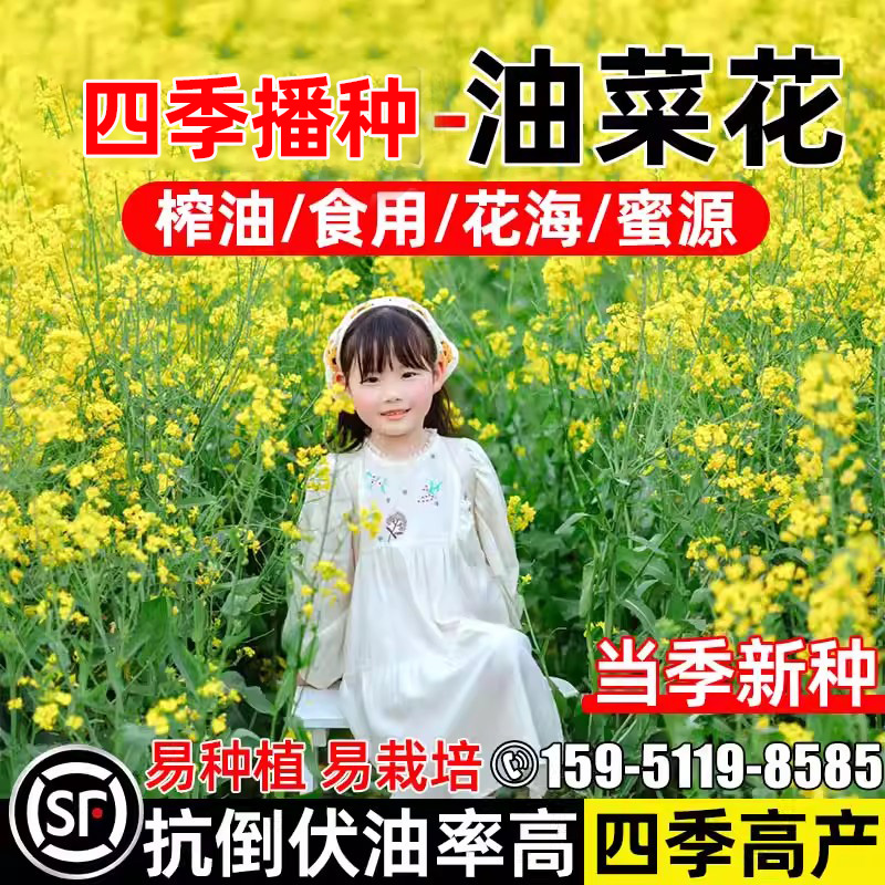 油菜花种子高产榨油四季易种菜籽