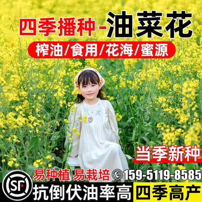 油菜花种子高产榨油四季易种菜籽