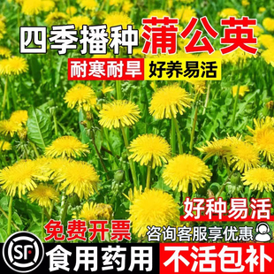 蒲公英种子四季播种食用药用野菜婆婆丁草籽室外阳台耐寒耐旱种籽