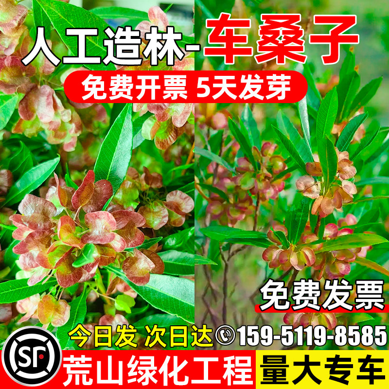 车桑子种子多年生护坡固土灌木草籽人工植树造林荒山工程绿化种籽